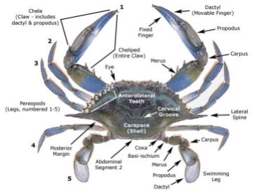 Blue Crab Anatomy.