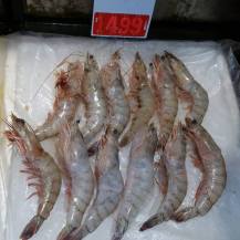 shrimp collasal